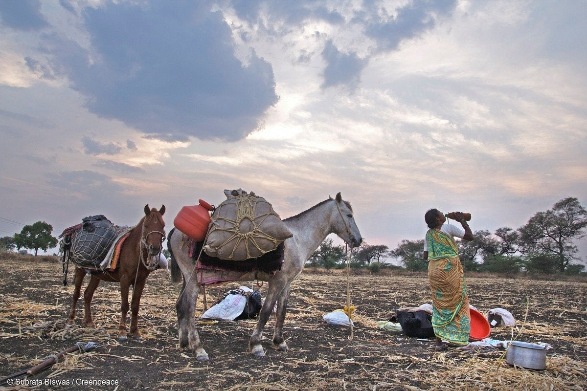 greenpeace photo