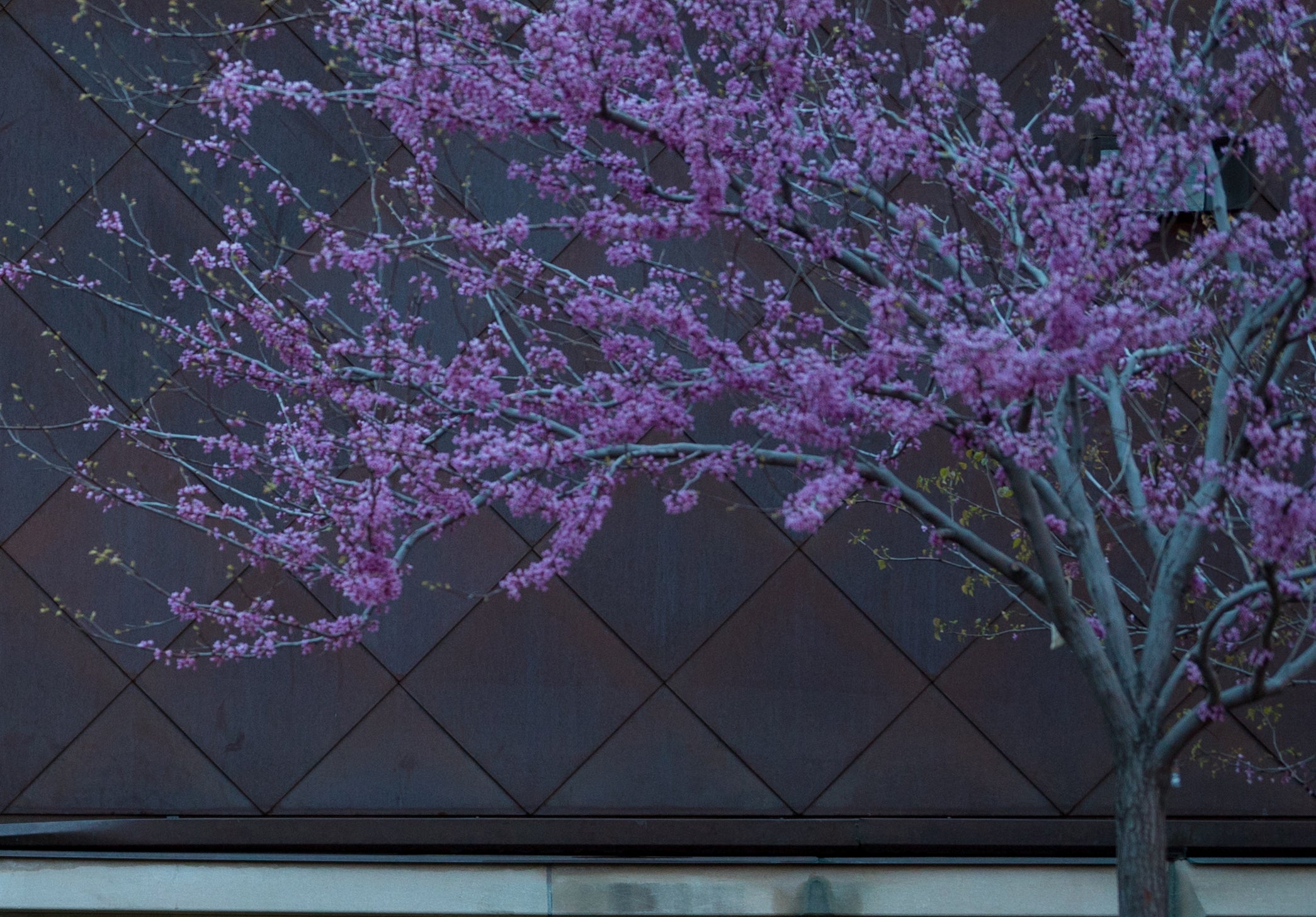 tree on campus