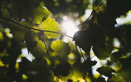 tree leaves with a kiss of sun